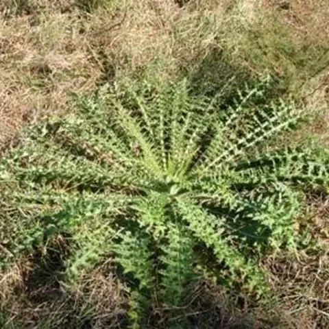 thumbnail for publication: Thistle Control in Pastures
